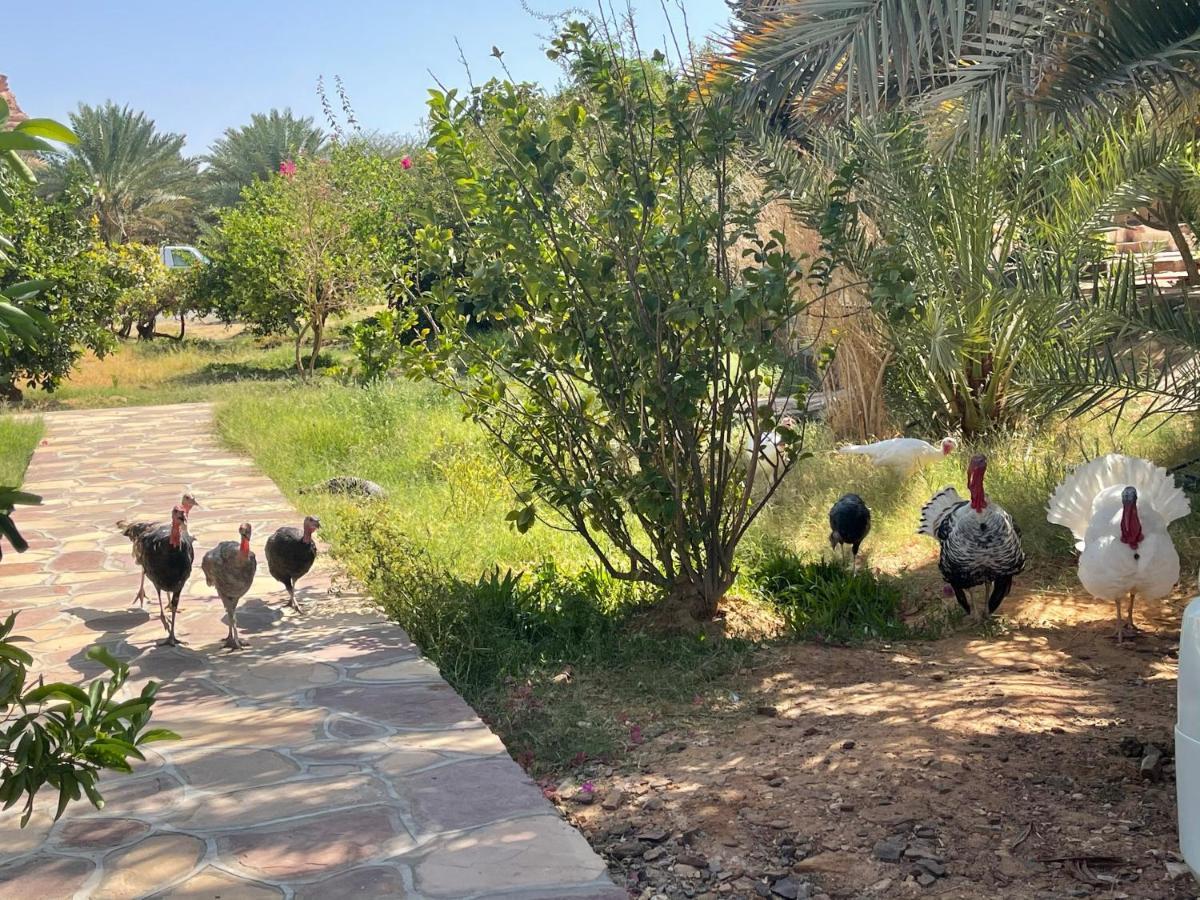 Rural Tents Naseem الخيمةالريفيةalouzaib 알 울라 외부 사진